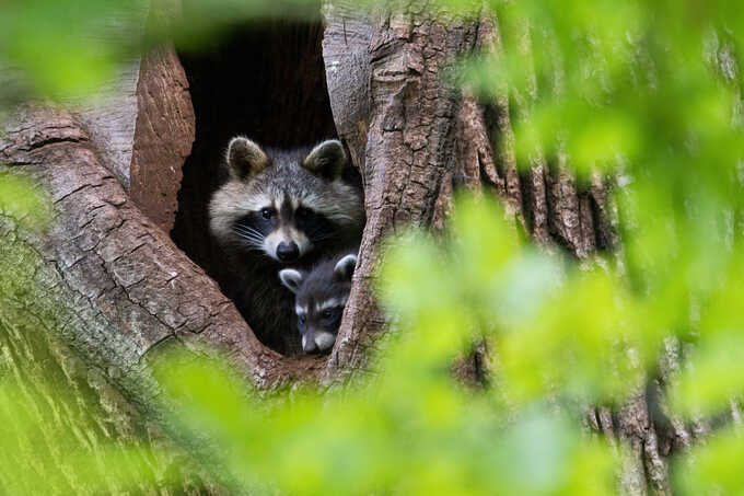 Waschbär mit Nachwuchs - Foto: Jan Piecha