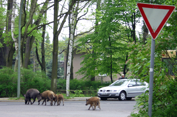 Wildschweine im Straßenbild - Foto: Jens Scharon