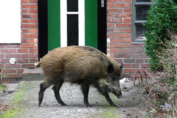 Wildschwein vor der Haustür - in Teilen Berlins völlig normal - Foto: Jens Scharon