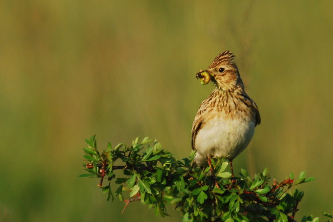 Im Frühling ernähren sich die Vögel vor allem von Insekten und Regenwürmern. - Foto: Werner Linemann