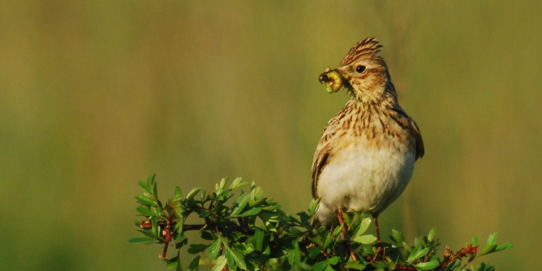 Im Frühling ernähren sich die Vögel vor allem von Insekten und Regenwürmern. - Foto: Werner Linemann