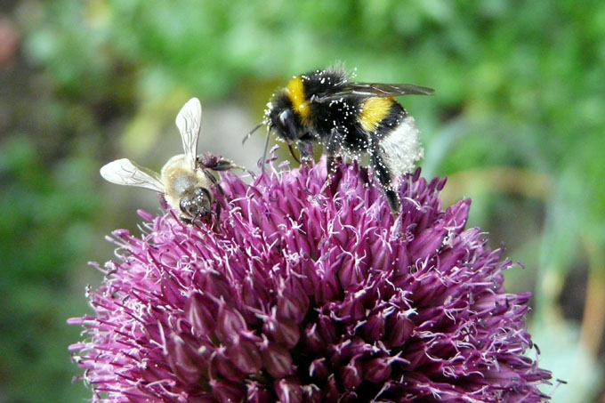 Eine Biene und eine Hummel auf der Blüte des kugelköpfigen Lauches. - Foto: NABU/Rolf-Dieter Schüller