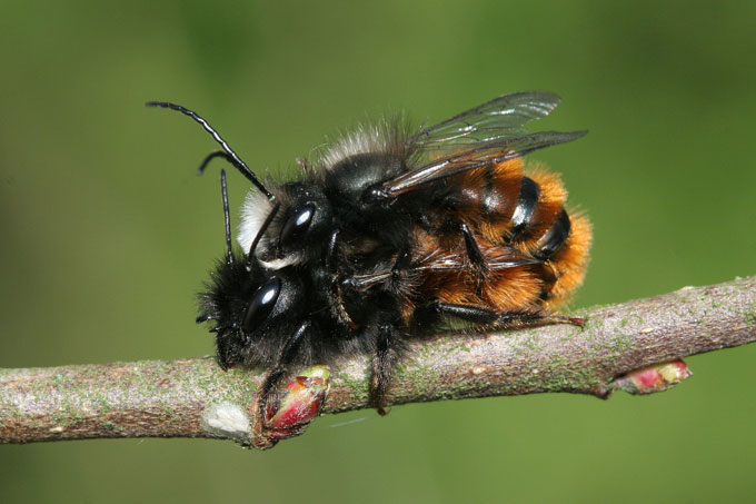 Gehörnte Mauerbienen bei der Paarung - Foto: Volker Fockenberg
