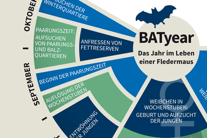 Batyear - das Jahr im Leben einer Fledermaus - Grafik: NABU/C. Stein